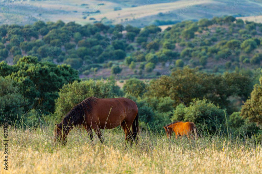 HORSE - CABALLO (Equus ferus caballus), Campanarios de Azaba Biological Reserve, Salamanca, Castilla y Leon, Spain, Europe HORSE - CABALLO (Equus ferus caballus), Campanarios de Azaba Biological Reserve, Salamanca, Castilla y Leon, Spain, Europe