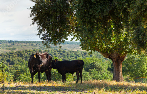 COWS OR CATTLE (Bos taurus o Bos primigenius taurus), Campanarios de Azaba Biological Reserve, Salamanca, Castilla y Leon, Spain, Europe