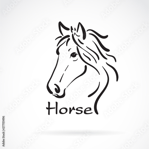 Vector of freehand horse head painting on white background. Wild Animals. Easy editable layered vector illustration.