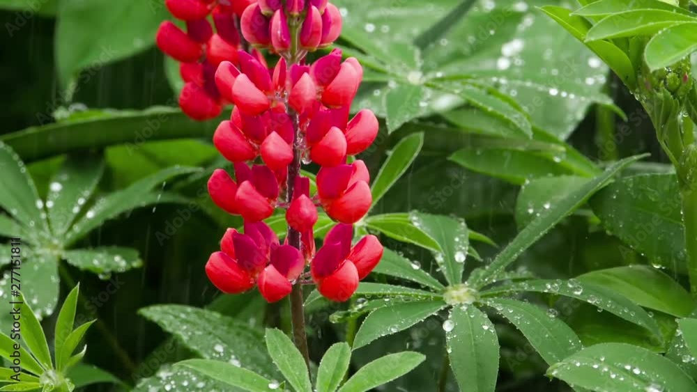 Lupine flowers and leaves with raindrops Lupine flowers and leaves with raindrops