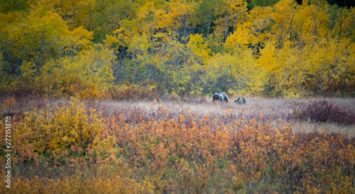 Wallpaper Mural Mama grizzly bear and cub playing in the colourful autumn woods in Montana USA Torontodigital.ca