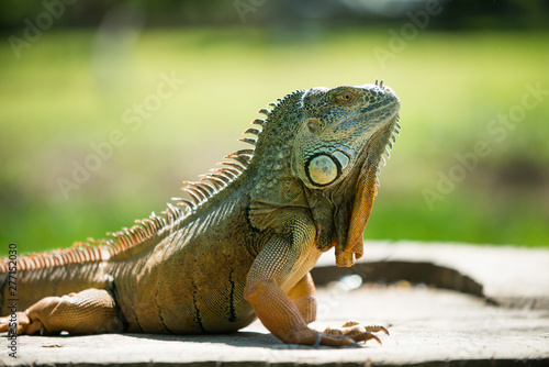 beautiful portrait of a green iguana on a branch © s72677466