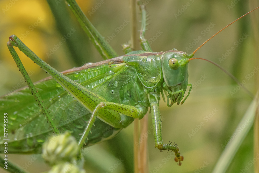 grashüpfer grashüpfer