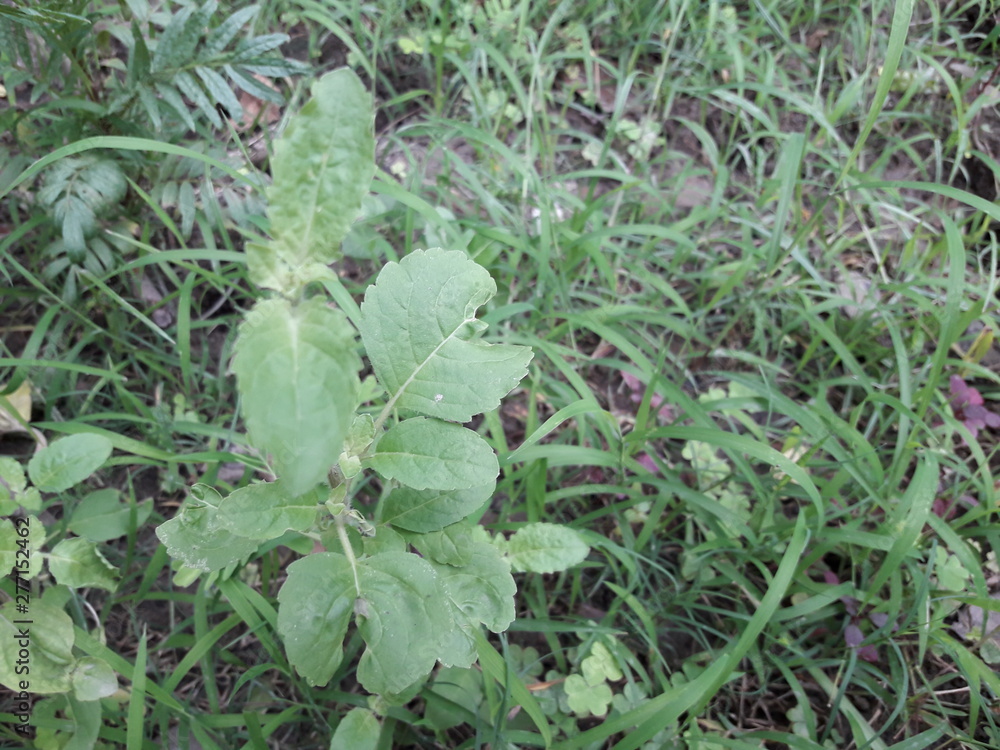 young plants in the garden young plants in the garden
