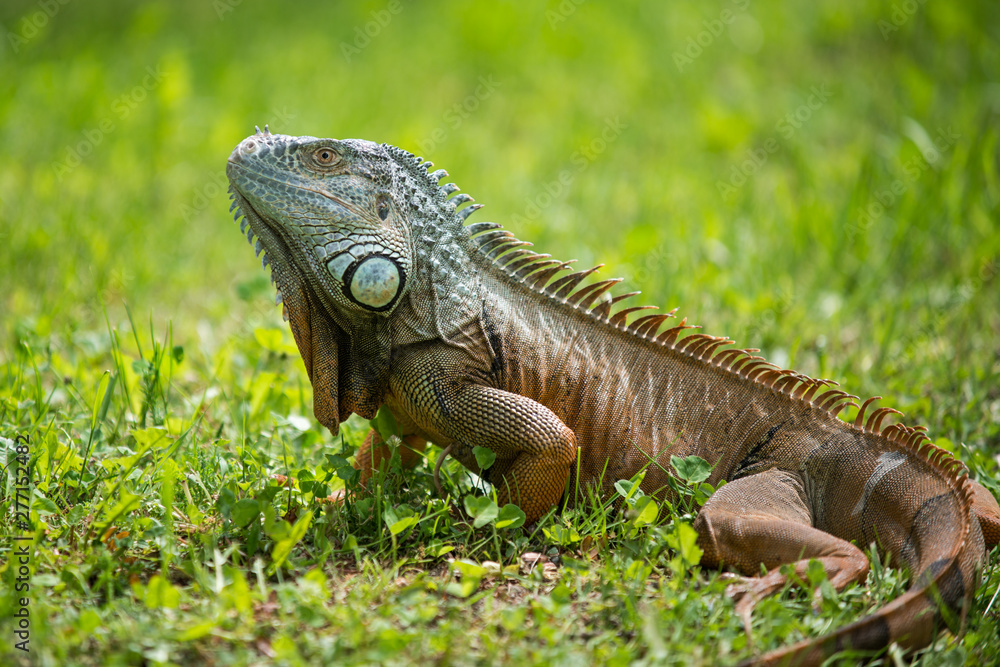 lovely portrait of a green iguana in the grass lovely portrait of a green iguana in the grass