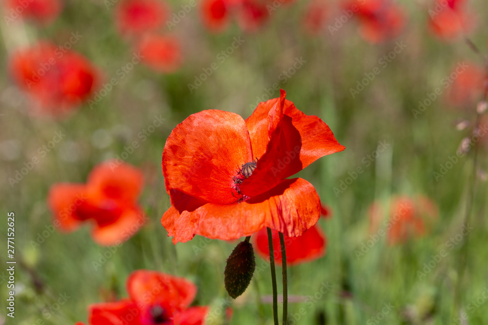 Obraz premium Zamknij się kwiaty maku w polu