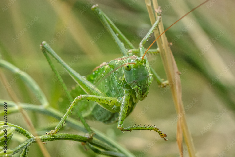 heupferdchen heupferdchen