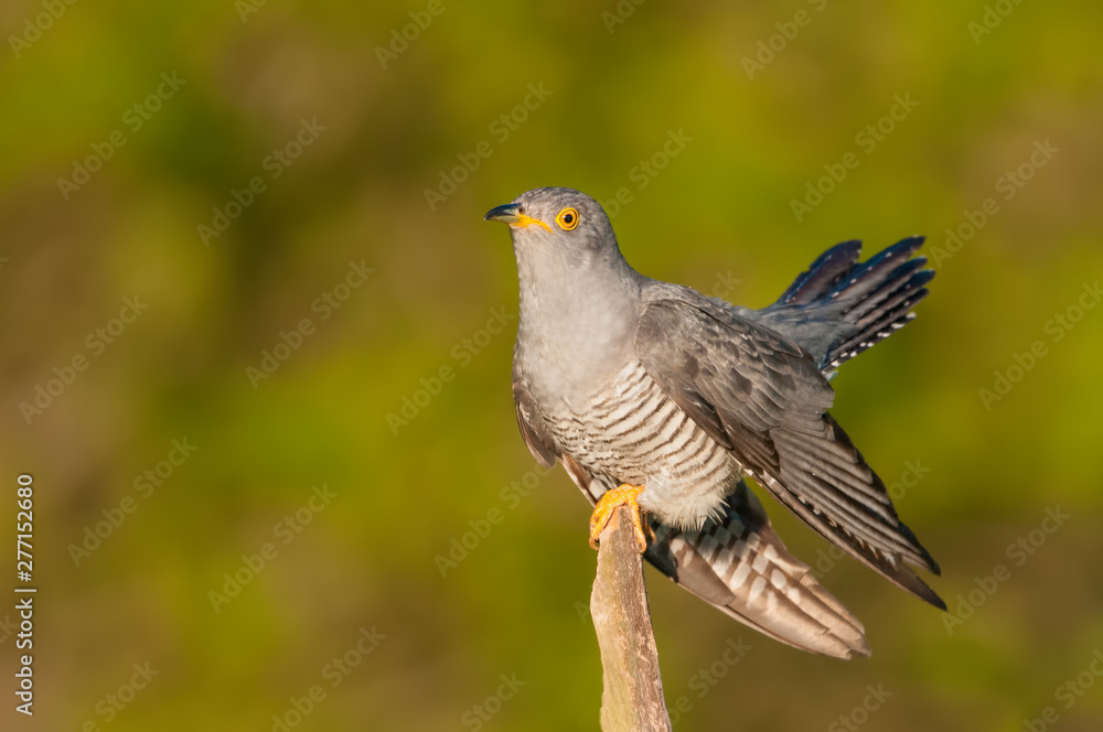 On the branch in the spring season/Common Cuckoo