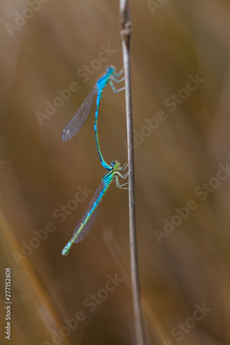 DRAGONFLY Coenagrion scitulum, Campanarios de Azaba Biological Reserve, Salamanc, Castilla y Leon, Spain, Europe photo