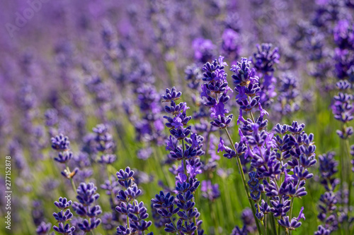 Fototapeta Naklejka Na Ścianę i Meble -  Field of lavender flowers (lavandula angustifolia)