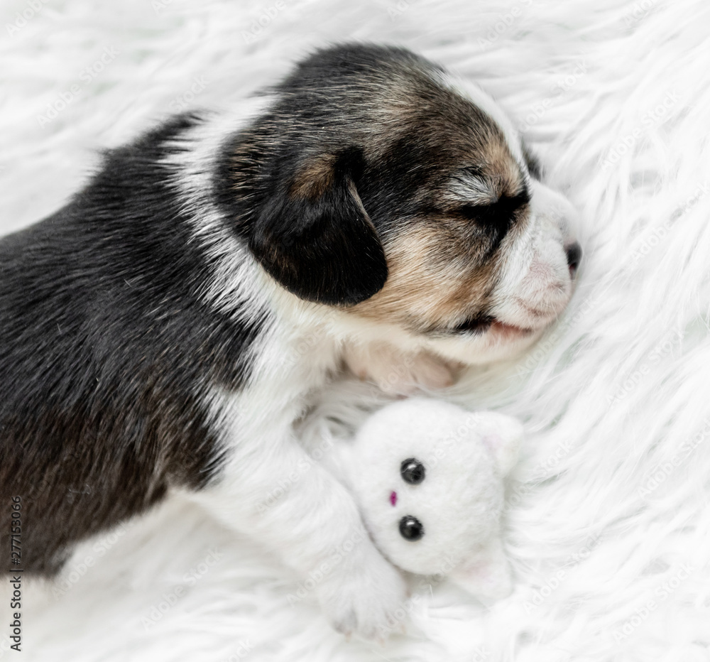 Very small pup of beagle sleeping Very small pup of beagle sleeping