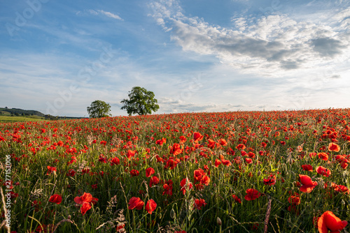 A red poppy field at sunset in the Peak District National park  UK