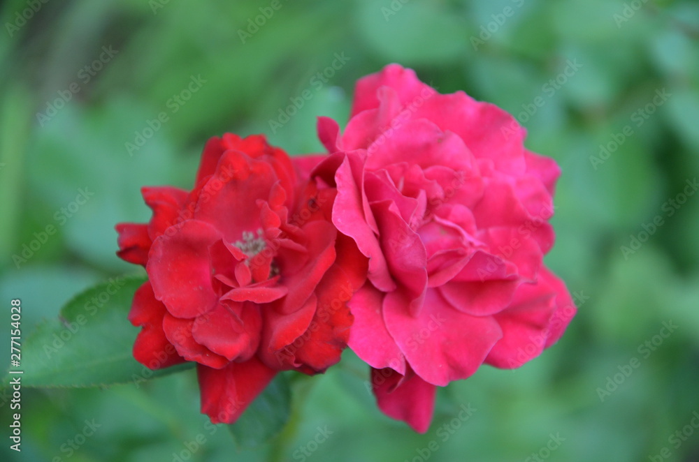 kwiat, roz, charakter, rose, roślin, jardin, piwonia, kwiat, kwiat, beuty, kwiat, kwiatowy, zieleń, flora, czerwień, lato, feuille, piękne, goździk, makro, bliska, kocham, jary, płatek kwiat, roz, charakter, rose, roślin, jardin, piwonia, kwiat, kwiat, beuty, kwiat, kwiatowy, zieleń, flora, czerwień, lato, feuille, piękne, goździk, makro, bliska, kocham, jary, płatek