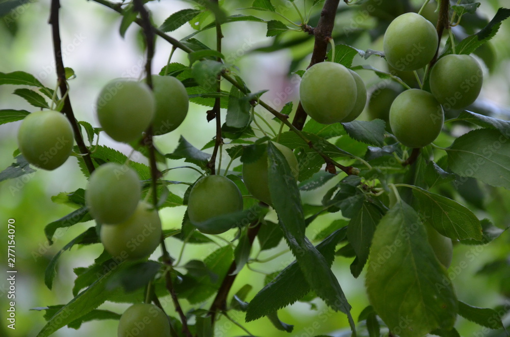 drzew, owoc, zieleń, jabłek, galąz, jabłek, jedzenie, jardin, charakter, sad, rolnictwa, zdrowa, swiezy, lato, feuille, dojrzałe, feuille, roślin, naturalny, naturalny, zbiorów, plon, bezczelność, owo drzew, owoc, zieleń, jabłek, galąz, jabłek, jedzenie, jardin, charakter, sad, rolnictwa, zdrowa, swiezy, lato, feuille, dojrzałe, feuille, roślin, naturalny, naturalny, zbiorów, plon, bezczelność, owo