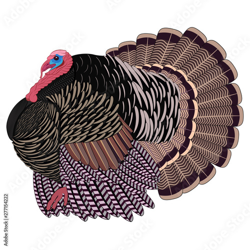 Big Realistic Turkeycock