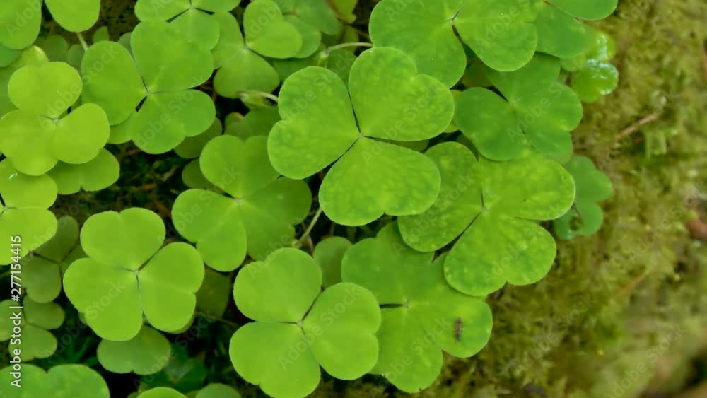 23271_Lots_of_tiny_wood_sorrel_grasses_on_the_ground.mov 23271_Lots_of_tiny_wood_sorrel_grasses_on_the_ground.mov