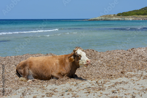 Mucca sulla spiaggia di Barcaggio, Cap Corse. Corsica, Francia photo