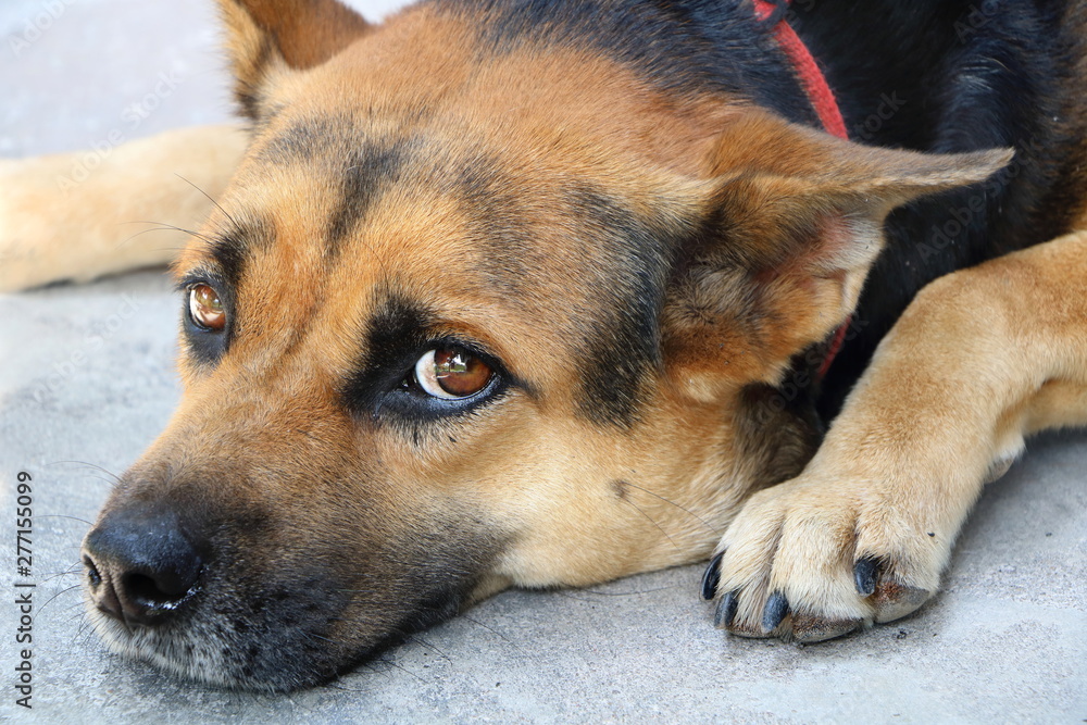 The dog sleep on the floor looking camera like thinking somthing, feeling sad The dog sleep on the floor looking camera like thinking somthing, feeling sad