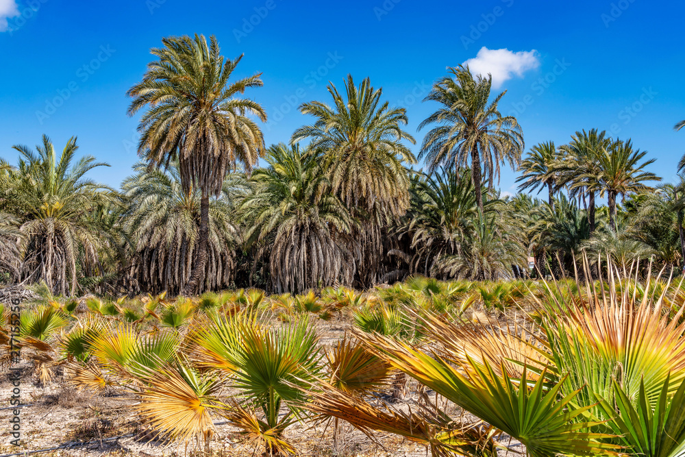 Palm Groves, Palmeral in Elche near Alicante in Spain Palm Groves, Palmeral in Elche near Alicante in Spain