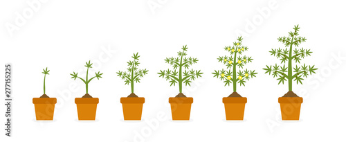 Cannabis plant growth stages in ceramic pot. Hemp with green leaf. Planting of medical marijuana illustration