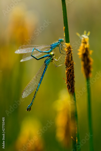 DRAGONFLY Coenagrion scitulum, Campanarios de Azaba Biological Reserve, Salamanc, Castilla y Leon, Spain, Europe photo