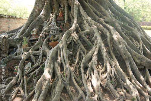 racines sacrées, ThaIlande © Marlne