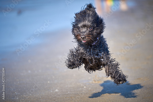 Fototapeta Naklejka Na Ścianę i Meble -  White havanese dog playing on the beach