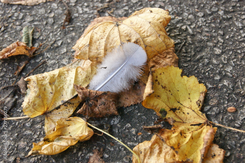 Naklejka premium Plume d'ange