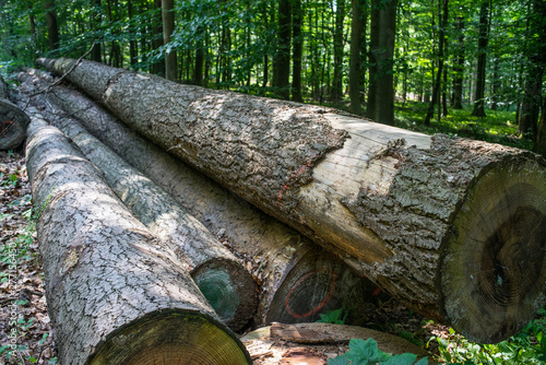 Gefällte Fichten vom Borkenkäfer befallen