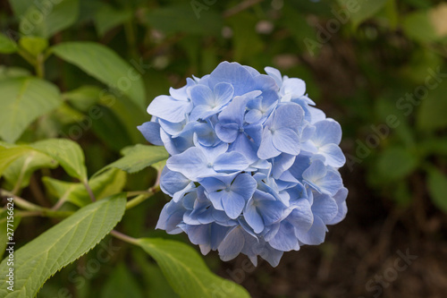 紫陽花