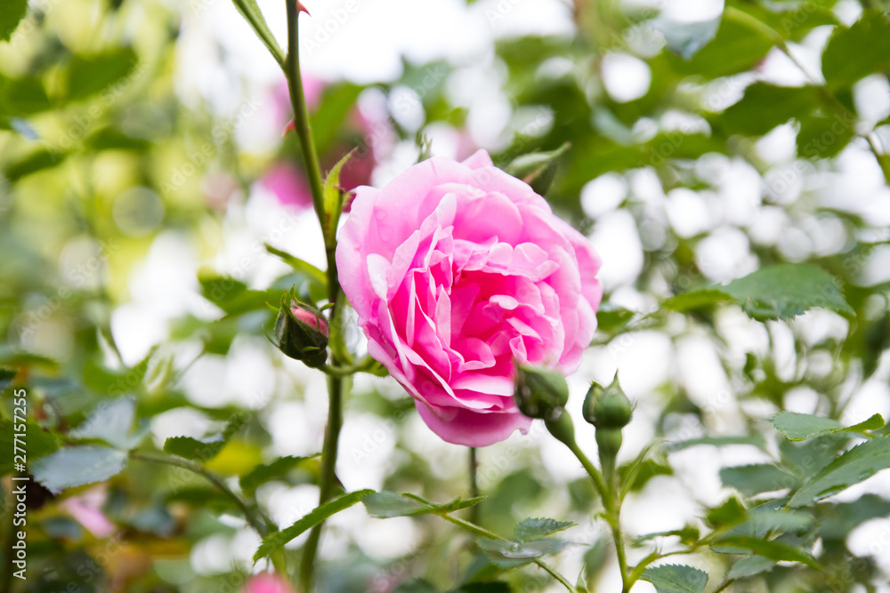 Pink Rose in The garden, drops of water in the flower Pink Rose in The garden, drops of water in the flower