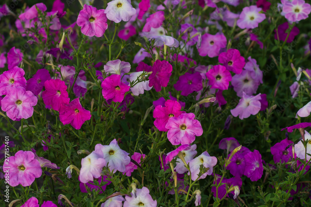 Fototapeta premium Beautiful flowers background for wedding scene
