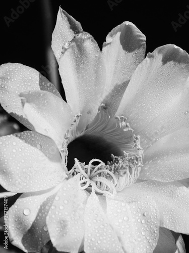 flower blooming cactus echinopsis obrepanda black and white. close up photo