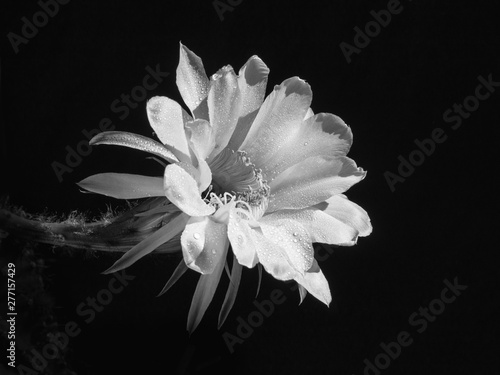 flower blooming cactus echinopsis obrepanda black and white. close up photo