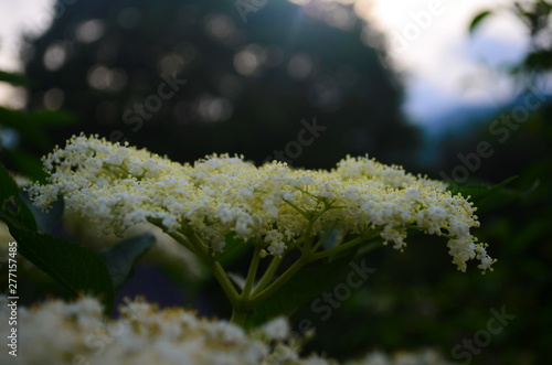 many white flowers of elder in the garden