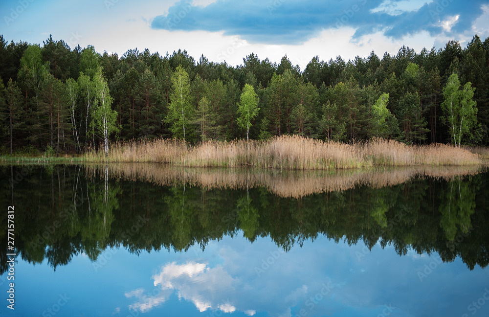 Forest by the lake