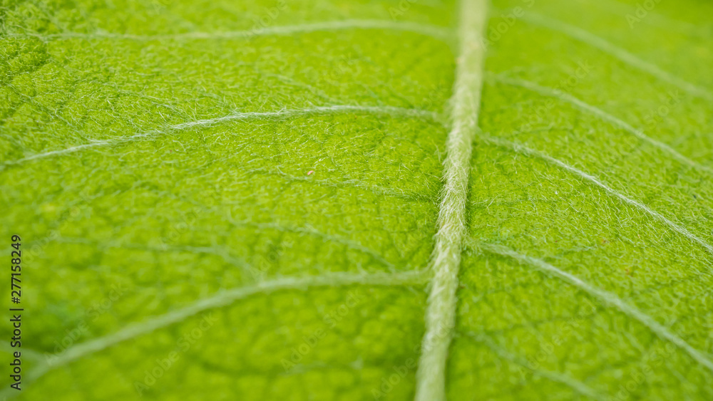 close up green leave texture background close up green leave texture background