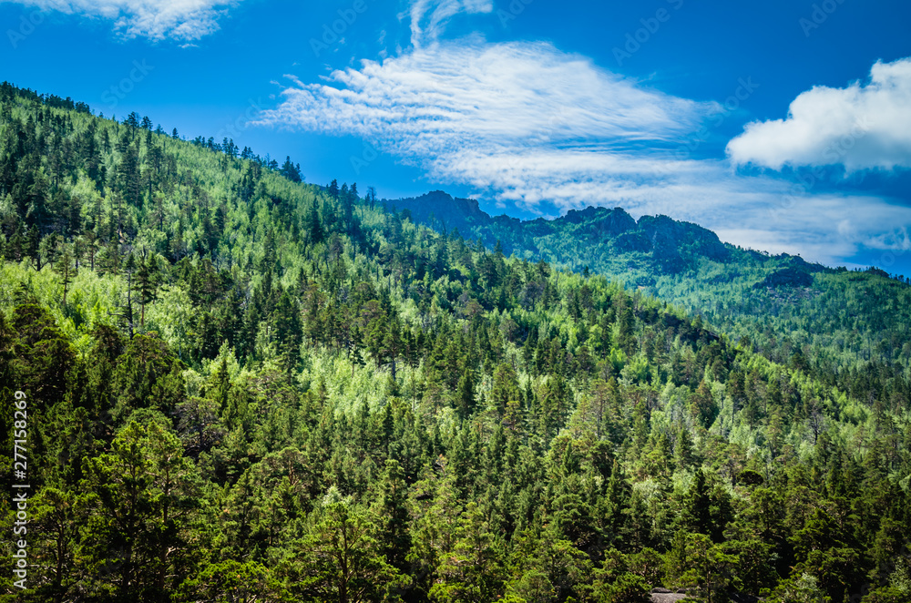 A mountainside slope covered with pine forest in a bright sunny day the blue sky and clouds