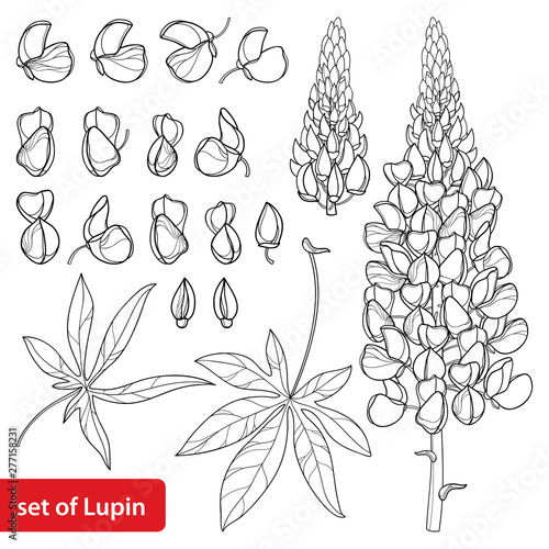 Set with outline Lupin or Lupine or Bluebonnet flower bunch, bud and ornate leaves in black isolated on white background.