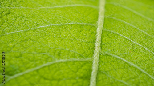close up green leave texture background
