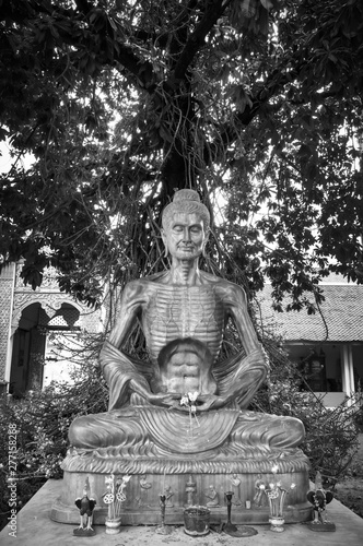 Black and white color Buddha statue meditation under cannonball tree in the temple background. Thin Buddha sculpture sit and starve under the tree background