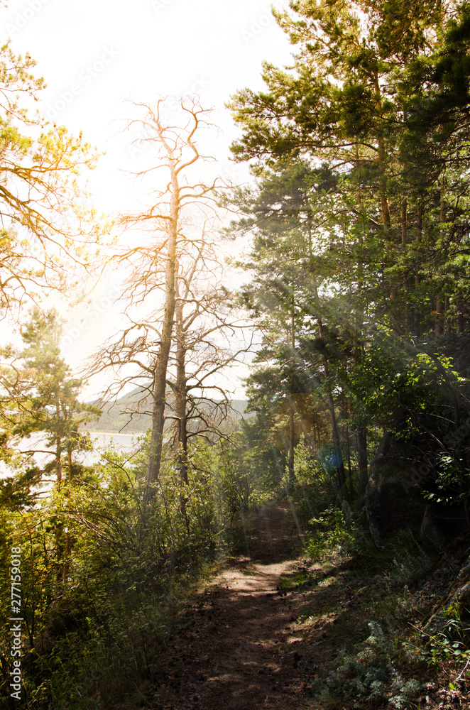 Obraz premium Forest trail with sunlight