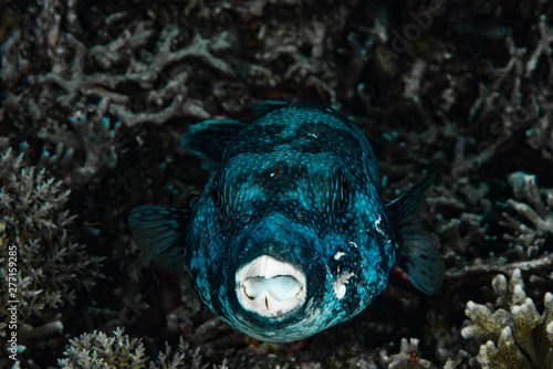 Star Puffer Arothron stellatus  Tubbataha Reef