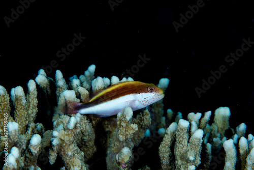 Freckled Hawkfish Parracirrhites forsteri, Tubbataha Reef photo