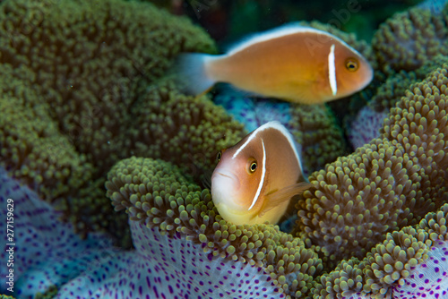 Pink Anemonefish (Amphiprion perideraion), Cabilao Bohol Philippines photo