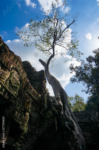Fototapeta Naklejka Na Ścianę i Meble -  Ta Prohm Temple with big tree. Ancient temple in Angkor Thom.