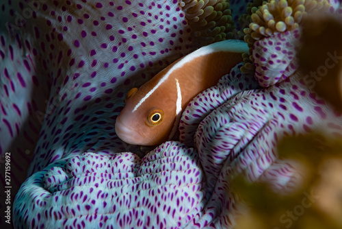 Pink Anemonefish (Amphiprion perideraion), Cabilao Bohol Philippines photo