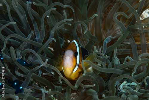 Clarki Anemonefish Amphiprion clarkii, Cabilao Bohol Philippines photo