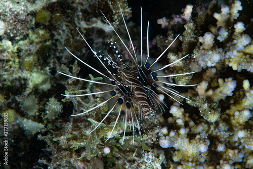 Spotfin Lionfish Pterois antennata from behind, showing internal part of pectoral fins
