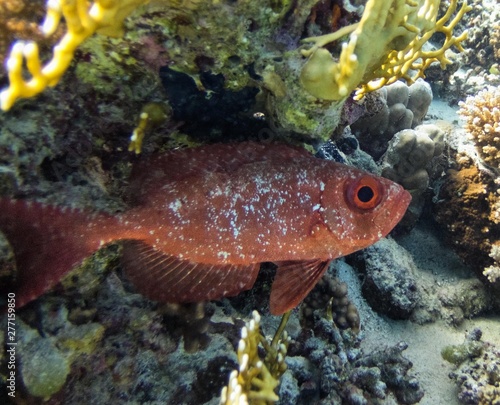 Lunartail Bigeyes (Priacanthus hamrur) close to the shelter of a coral reef